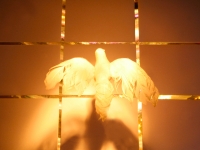 dovegrid