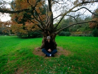jaytree
