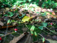 mushroom-gg-press-kitjpg