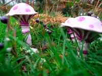 mushrooms