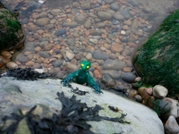 reptiodcrawling