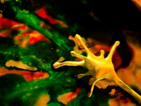 yellowsynapse