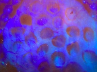 hive