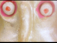 IMAGCloseup