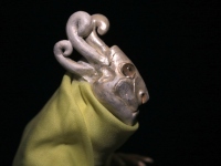 Octo Puppet (close)